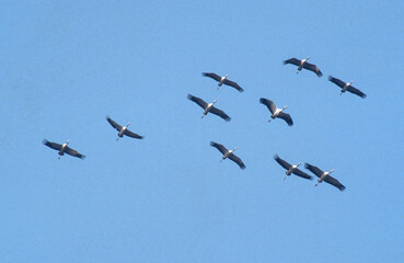 Obraz premium Grue cendrée,.Grus grus, Common Crane