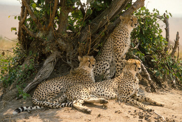 Guépard, cheetah, Acinonyx jubatus, Parc national de Masai Mara, Kenya