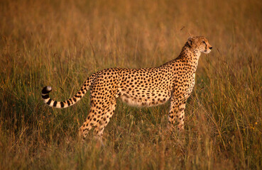 Guépard, cheetah, Acinonyx jubatus, Parc national de Masai Mara, Kenya
