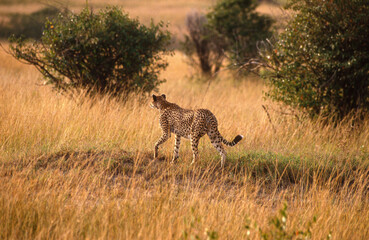 Guépard, cheetah, Acinonyx jubatus, Parc national de Masai Mara, Kenya