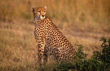 Guépard, cheetah, Acinonyx jubatus, Parc national de Masai Mara, Kenya