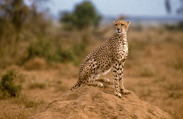 Guépard, cheetah, Acinonyx jubatus, Parc national de Masai Mara, Kenya