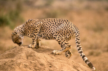 Guépard, cheetah, Acinonyx jubatus, Parc national de Masai Mara, Kenya