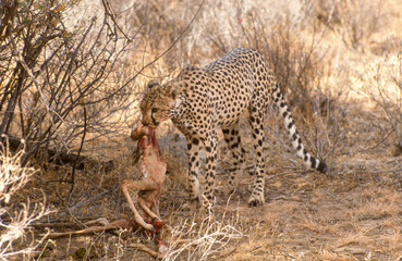 Guépard, cheetah, Acinonyx jubatus, Parc national de Masai Mara, Kenya