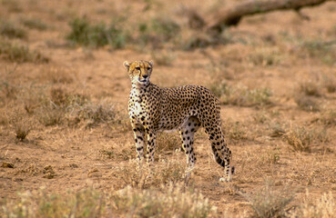 Guépard, cheetah, Acinonyx jubatus, Parc national de Masai Mara, Kenya