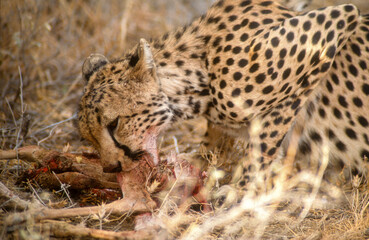 Guépard, cheetah, Acinonyx jubatus, Parc national de Masai Mara, Kenya