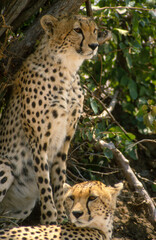 Guépard, cheetah, Acinonyx jubatus, Parc national de Masai Mara, Kenya