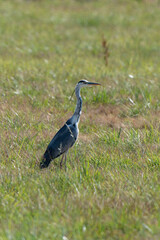 Héron cendré, Ardea cinerea, Grey Heron
