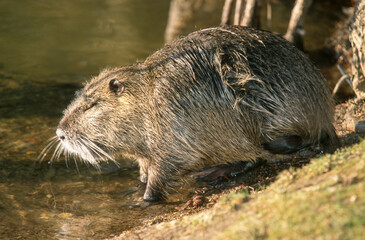 Naklejka premium Ragondin, Myocastor coypus