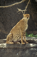 Guépard, cheetah, Acinonyx jubatus, Parc national du Serengeti, Tanzanie