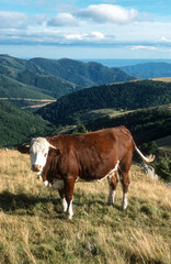 Fototapeta na wymiar Vache , race Abondance, Haute Savoie, Alpes, 74