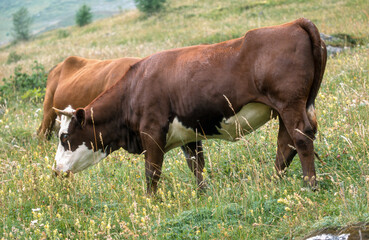 Naklejka na ściany i meble Vache , race Abondance, Haute Savoie, Alpes, 74