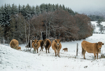 Vache, race Aubrac, Aubrac, Lozère