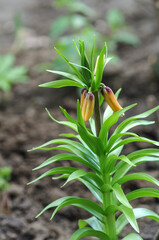 Orange spring flower buds with fresh green leaves on blurred background. Spring floral background. Blossoming hazel grouse Imperial. A beautiful flower of hazel grouse, beginning to blossom with orang
