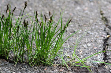 Green sprouts growing through the asphalt. Ecology concept. The concept of coping and overcoming difficulties