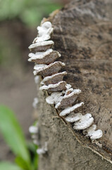 Moss, lichens and mushrooms grow on an old tree stump in the forest. Nature