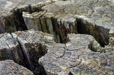 Close-up of a tree stump. Cracked old stump. Wood texture