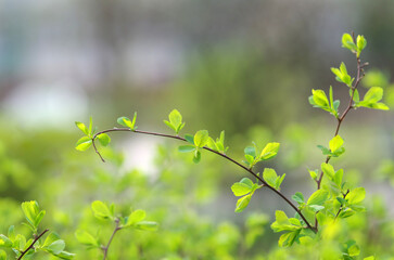Spring has come, the first greenery. Nature wakes up. The first leaves bloom on the branches. Warm day. Delicate spring background. Selective focus
