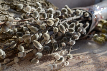 Willow branches with fluffy buds lie on the table. Spring background with flowering