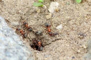 A family of ants. Macro photo. Mink in the ground. Ants work at the entrance to the anthill. Texture of sand and small stones.