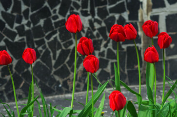Fototapeta na wymiar Bright red tulips with fresh green leaves on the background of the wall of the house. Dutch tulips bloom in spring. Floral background.