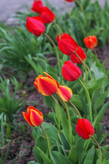 Obraz premium Yellow and red tulip with fresh green leaves. Dutch tulips bloom in the greenhouse in spring. Floral background.