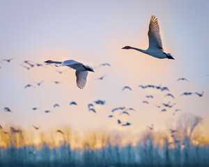 Swans in flight