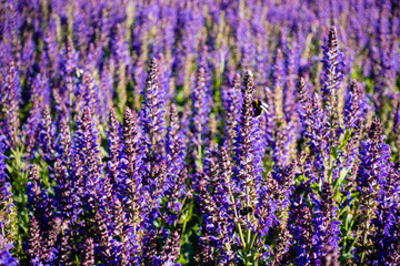 Purple blue flowers background. Salvia nemorosa the woodland sage beautiful flowers in bloom, Balkan clary flowering ornamental plants in urban city garden