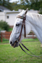 Portrait of the white beautiful horse on the Slovakia farm