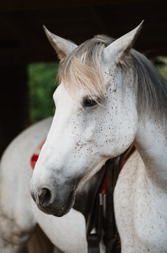 Portrait of the white beautiful horse on the Slovakia farm