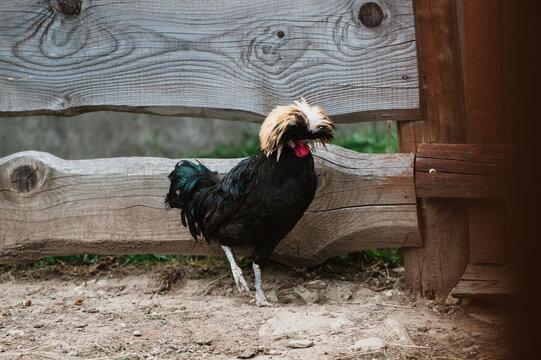 portrait of a rooster, photo of a chicken, young hen