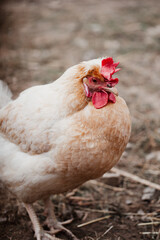 portrait of a rooster, photo of a chicken, young hen