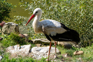 A stork stands on the shore of a lake on a summer day