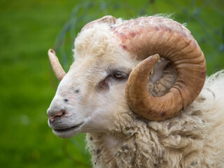 Closeup of a majestic Icelandic sheep, a larger breed of Northern European Short-tailed sheep,...