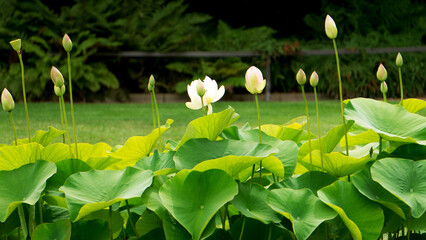 Obraz premium American lotus flower, lotus bud. White yellow nelumbo nucifera ssp. Lutea, water lily on the stalk