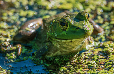 Bullfrog