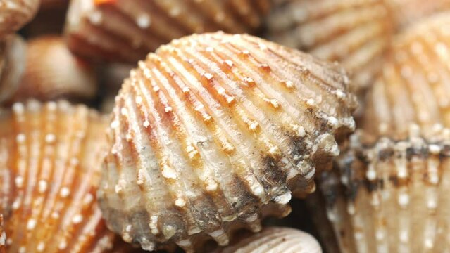 dolly shot of cockles on a plate 