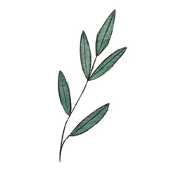 Watercolor green leaves and brunches Greenery herb hand drawn illustration
