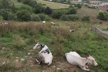 Vaches sur leur terrain naturel, dans un village espagnol historique et touristique, pâturage, troupeau rural et champ de culture