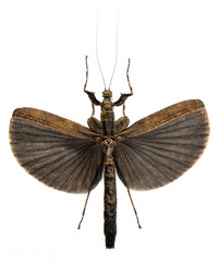 Obraz premium Neoclides marshallae marshallae (female) Walking, Flying Stick Insect in White Background