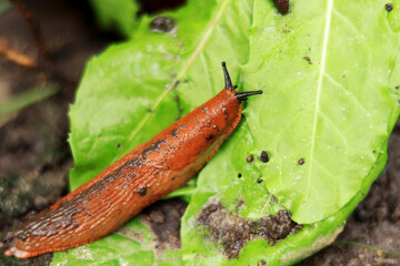 The slug crawls over the green vegetation after the rain. A gastropod mollusk without a shell in nature. Pest