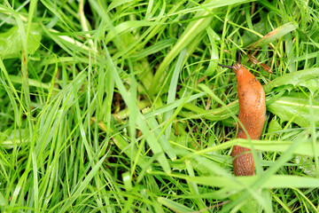 The slug crawls over the green vegetation after the rain. A gastropod mollusk without a shell in nature. Pest