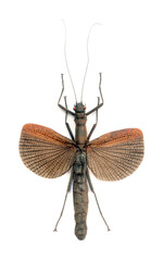 Orthomeria limogesi (female)
Walking, Flying Stick Insect in White Background