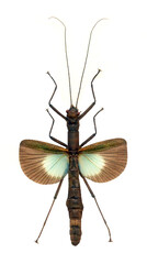Orthomeria versicolor (female)
Walking, Flying Stick Insect in White Background