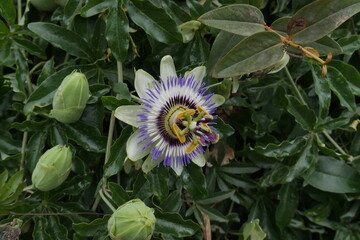 fleur pétale vert, centre bleu, blanc, jaune, dans un arbuste, dans un village historique hispanique, fleur étrange et exotique