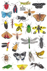 Insects isolated. Colorful and bright hand painted illustrations of bugs, beetles and butterflies. Gouache  opaque watercolor art works. poster, nursery decor, home wall art, greeting card