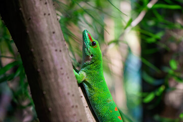 Gecko on a branch - macro photography