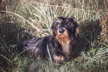 Rauhaardackel auf der Wiese