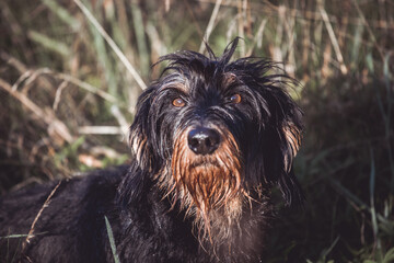 Rauhaardackel auf der Wiese