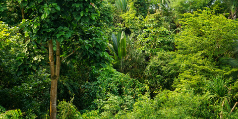 green forest with many plants and rainforest background